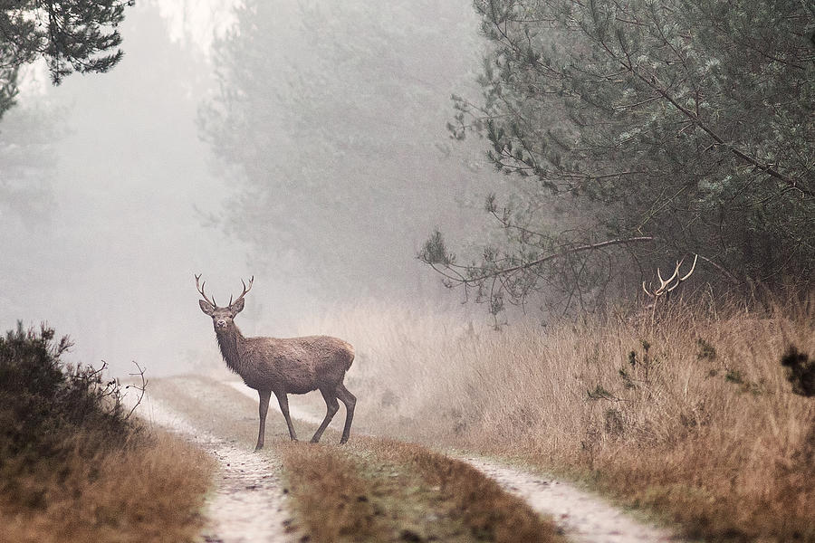 Deer Photograph - Deer by Jaap Van Den Helm