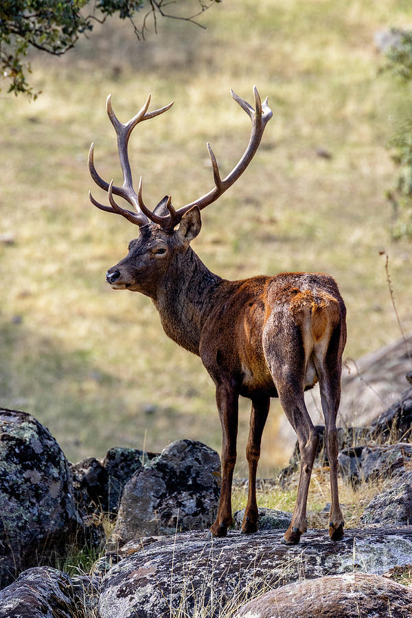 Deer Photograph by Juan Carlos Ballesteros | Fine Art America