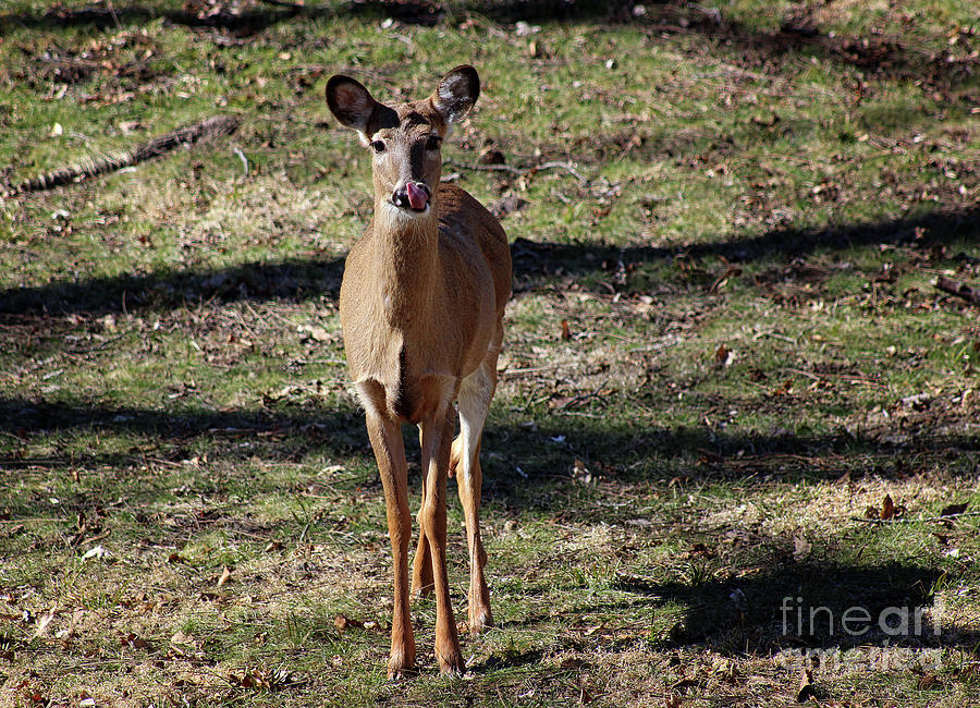 Deer Lick Photograph by Karen Adams