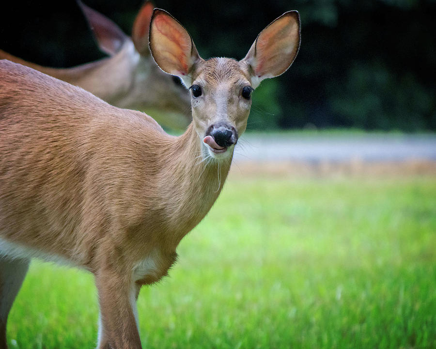 Deer Licking Lips by Angel Sharum Deer Licking Lips by Angel Sharum