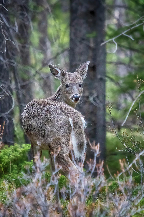 Deer Looking Back by Belinda Greb Deer Looking Back by Belinda Greb