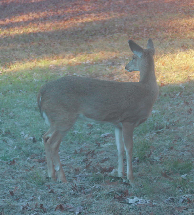 Deer Looking Back Photograph by Cathy Lindsey - Pixels