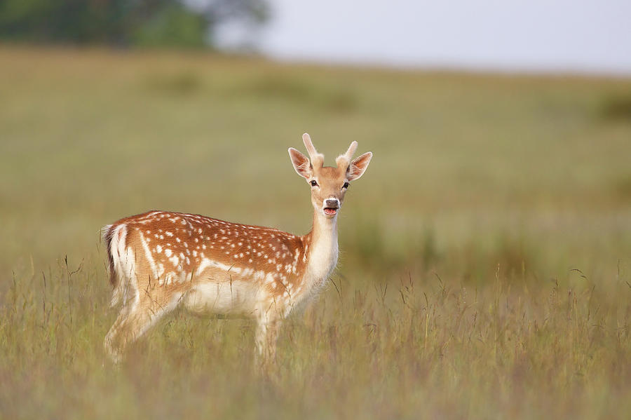 Deer Photograph by Markbridger