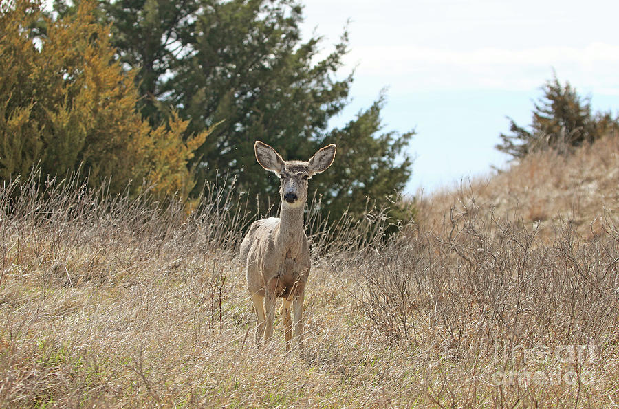 Deer Molting  Photograph by Elizabeth Winter