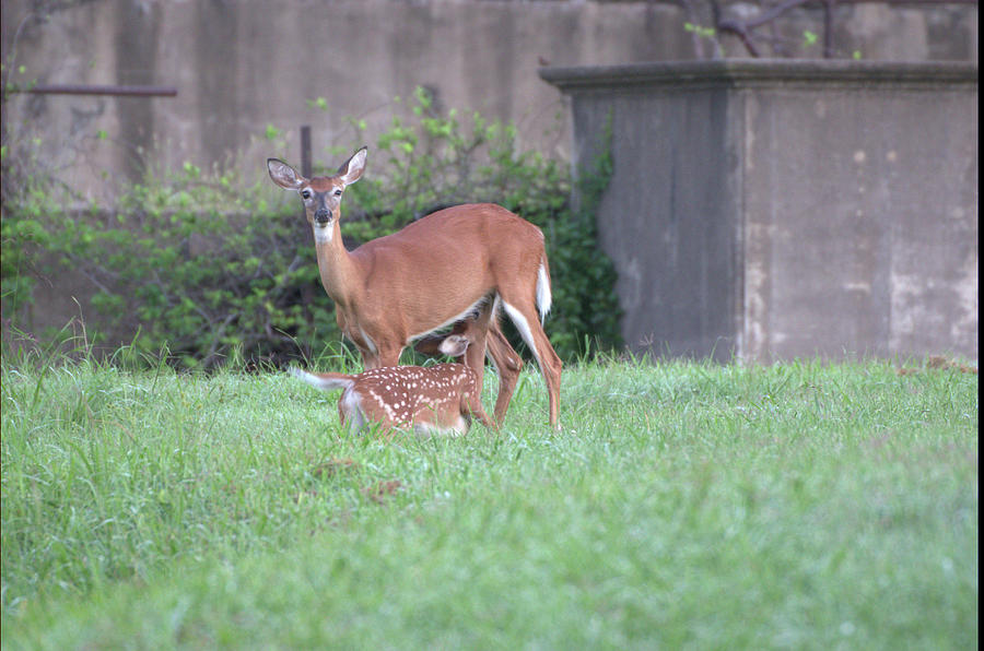 Deer nursing by Buddy Scott Deer nursing by Buddy Scott