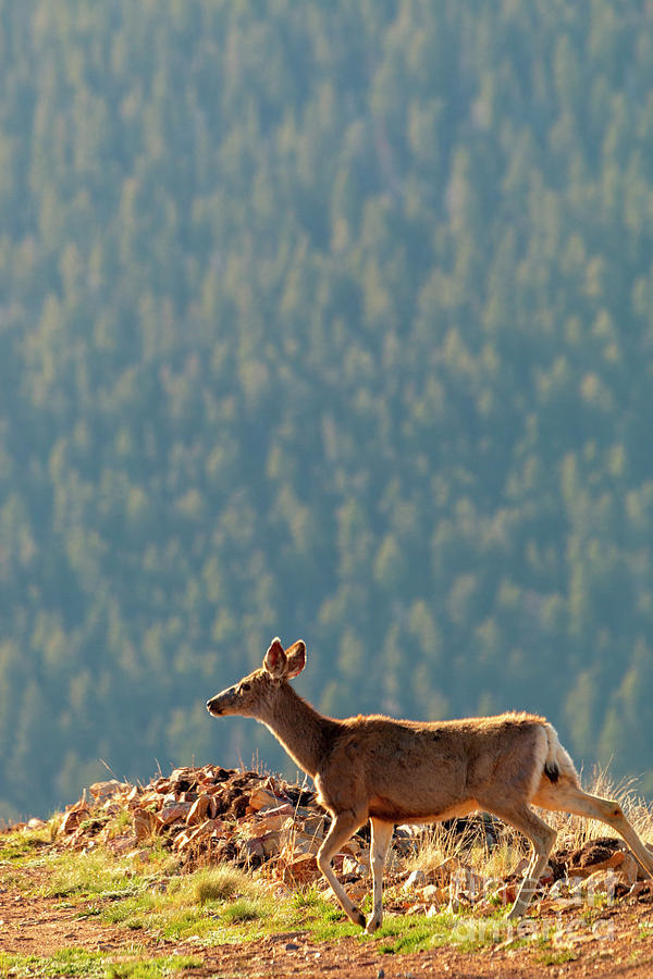 Deer on a Warm Colorado Spring Morning Photograph by Steven Krull