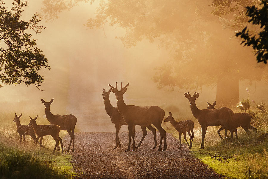 Deer On Path Photograph by Jaap Van Den Helm