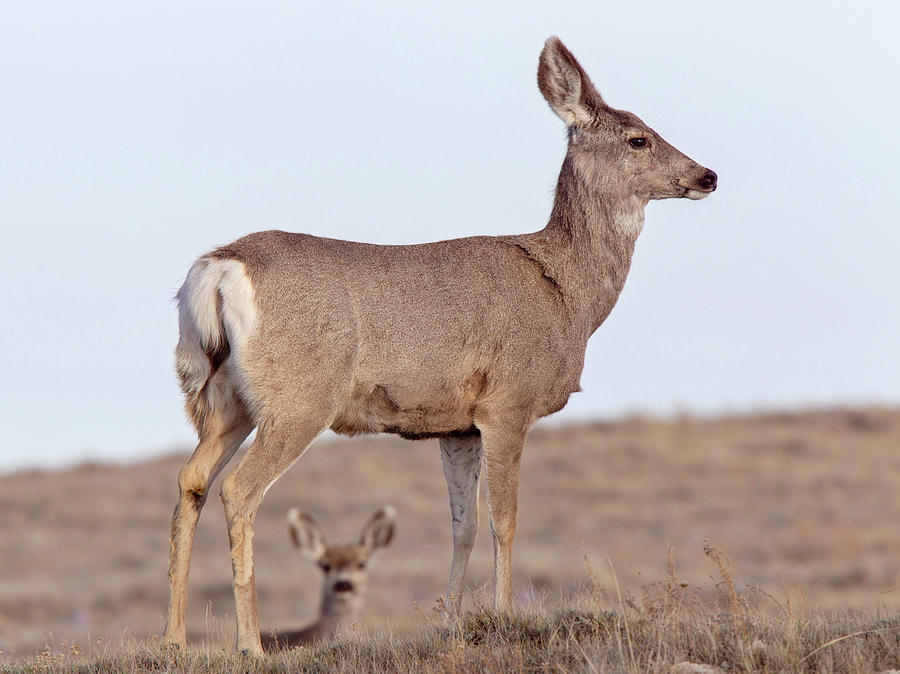 Deer on Ridge Photograph by Mark Duffy