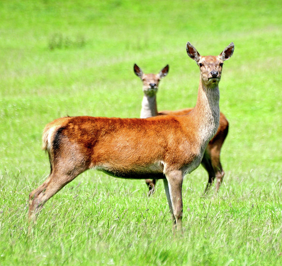 Deer On The Alert Photograph by Peter Mulligan