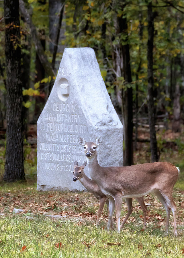 Deer on the Battlefield Photograph by Susan Rissi Tregoning