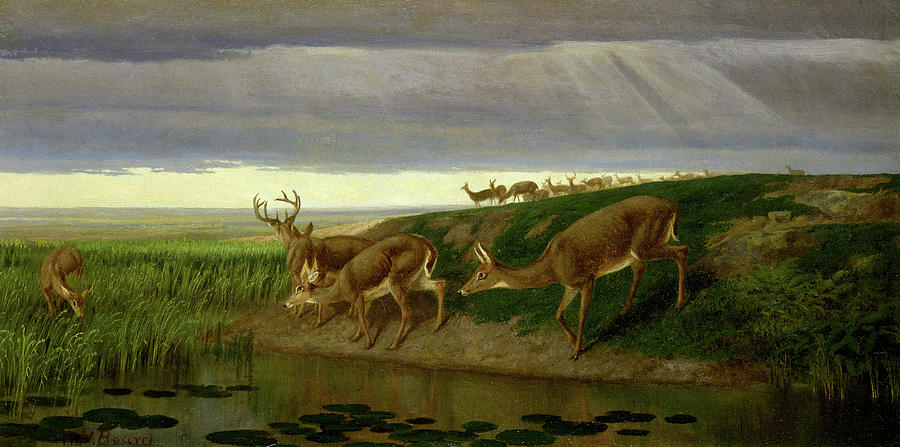 Yellowstone National Park Painting - Deer on the Prairie, 1884 by William Holbrook Beard