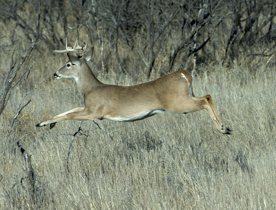 Deer On The Run Photograph by Judilen