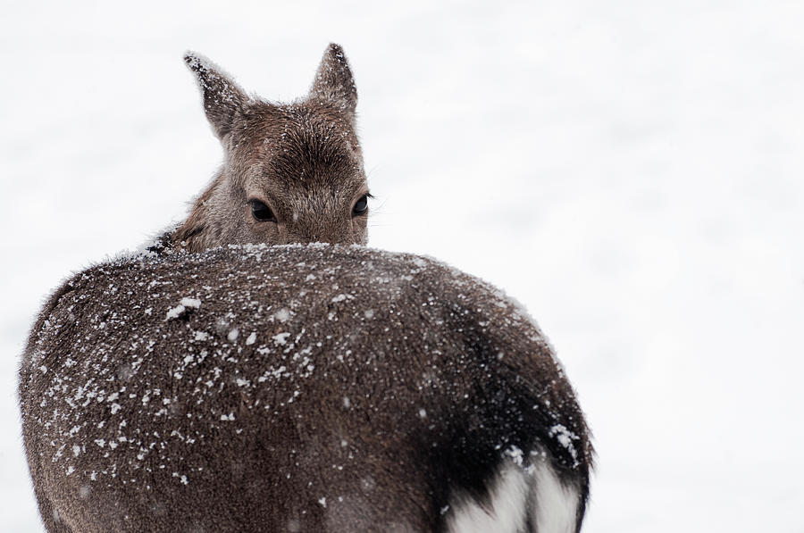 Deer Photograph by Photography By Daniel Hans Peter Christensen