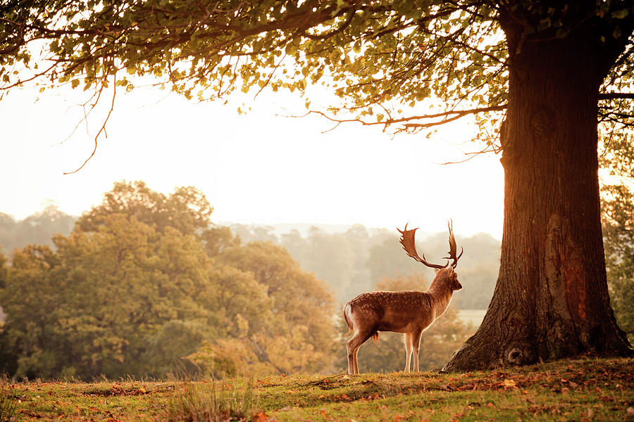 Deer Photograph by Photography By Sam C Moore