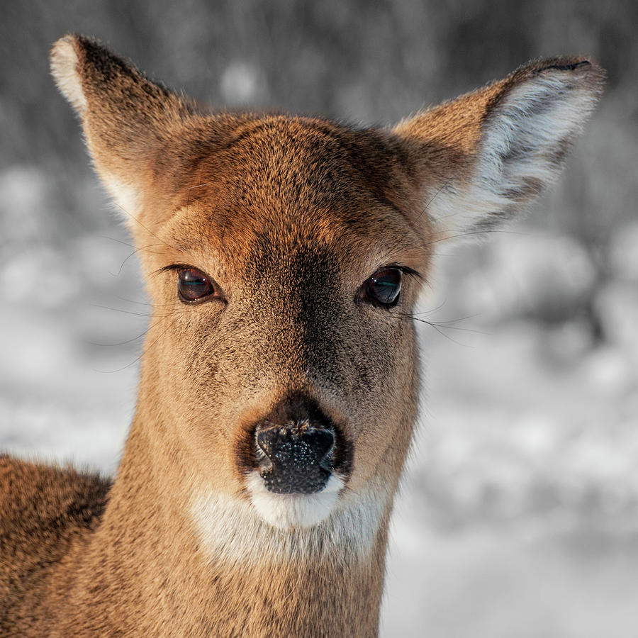 Deer Portrait Photograph by Cathy Kovarik