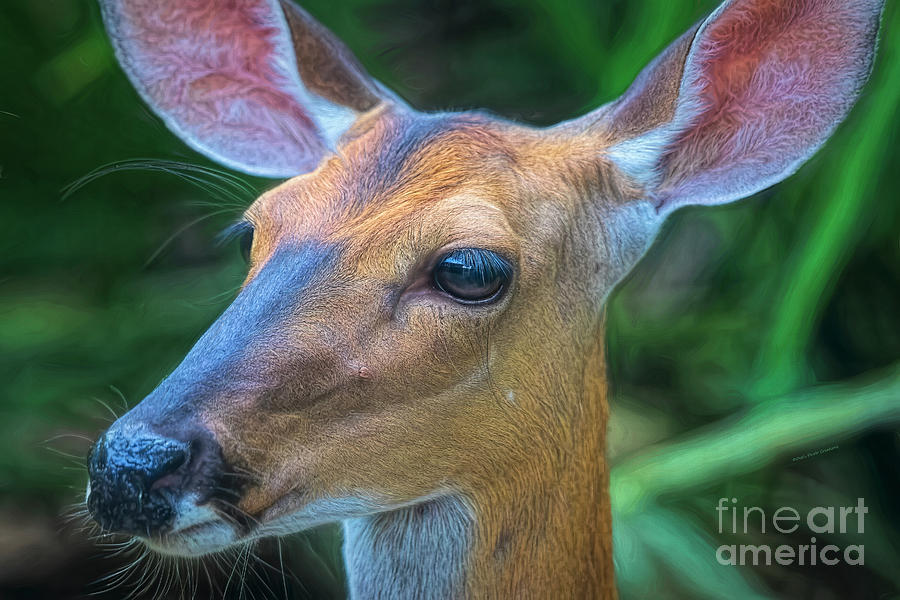 Deer Portrait Photograph by Deborah Benoit