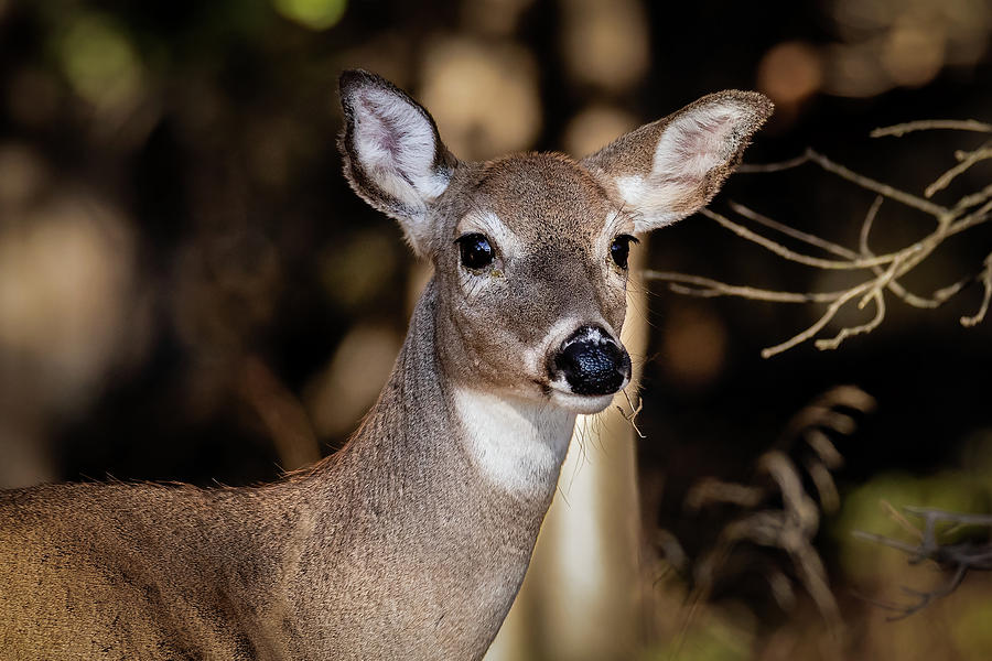 Deer Portrait Photograph by Doug Long