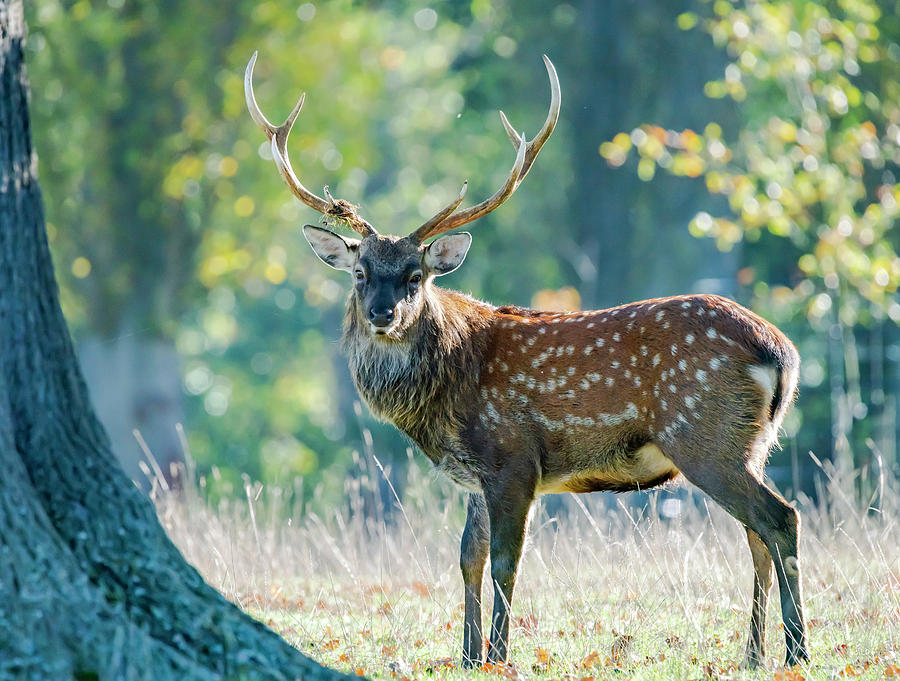 Deer Photograph - Deer Pose by Scott Carruthers