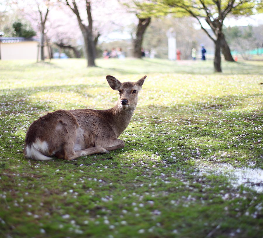 Deer Sitting On Grass Photograph by Kanekodaidesignoffice Caramel