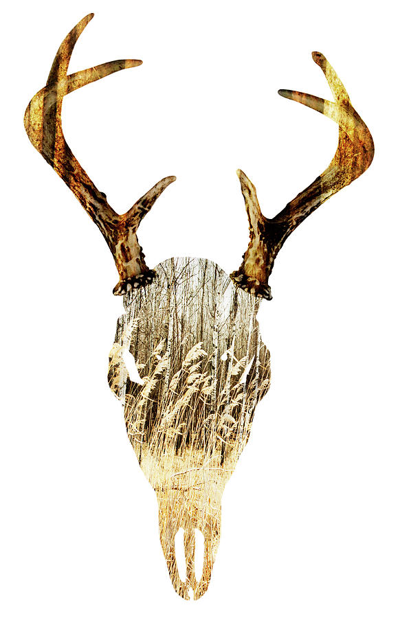 Deer Digital Art - Deer Skull by Laura Grisamore