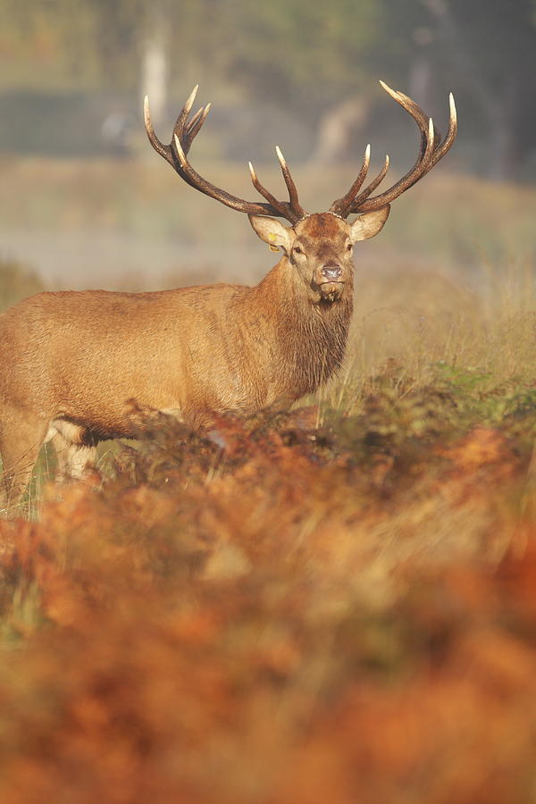Deer Stag Photograph by Gp232
