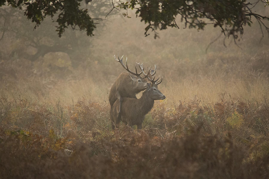 Deer Photograph - Deer Stag Hump Day by Prashant Meswani