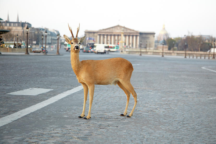 Deer Standing At Place Concorde Photograph by Chris Tobin
