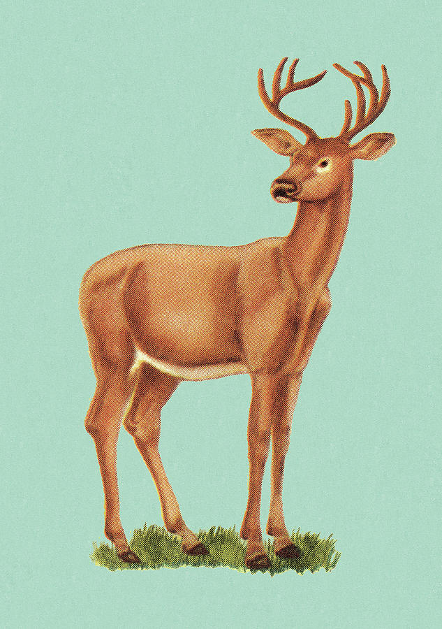 Deer Drawing - Deer Standing by CSA Images