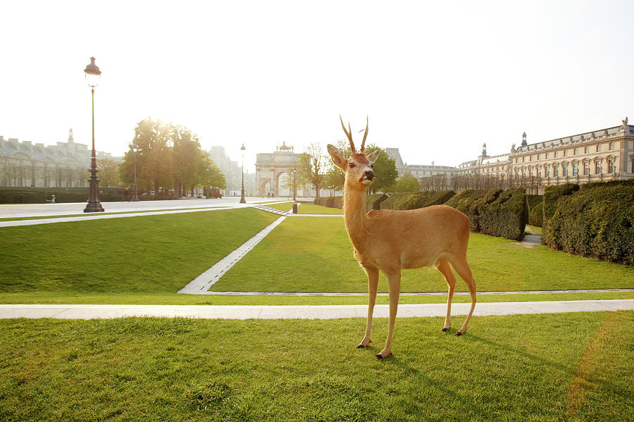 Deer Standing In City Park Photograph by Chris Tobin