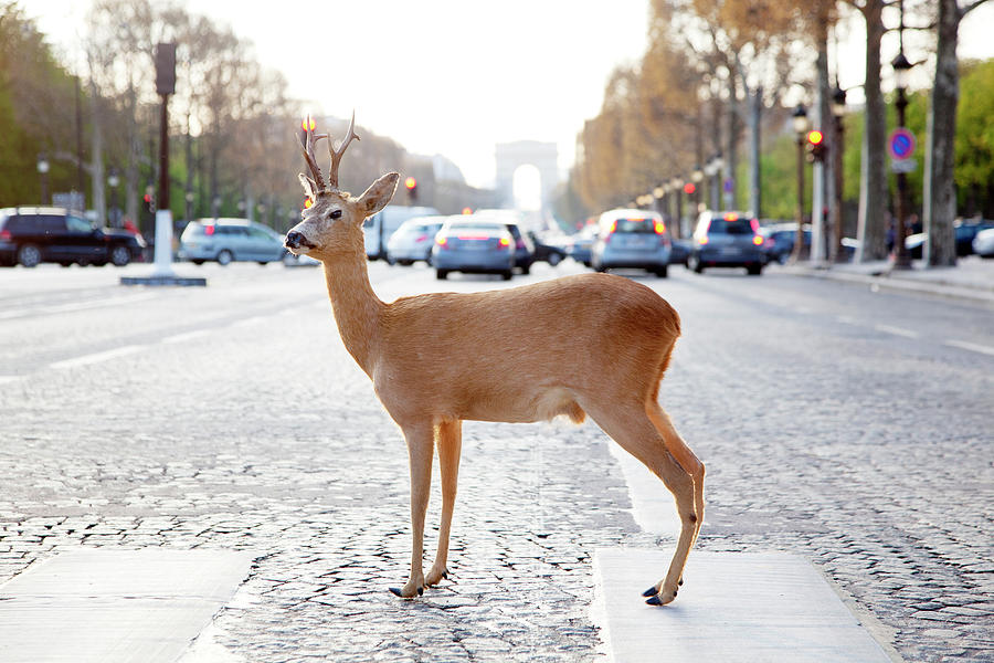Deer Standing In Crosswalk On Photograph by Chris Tobin
