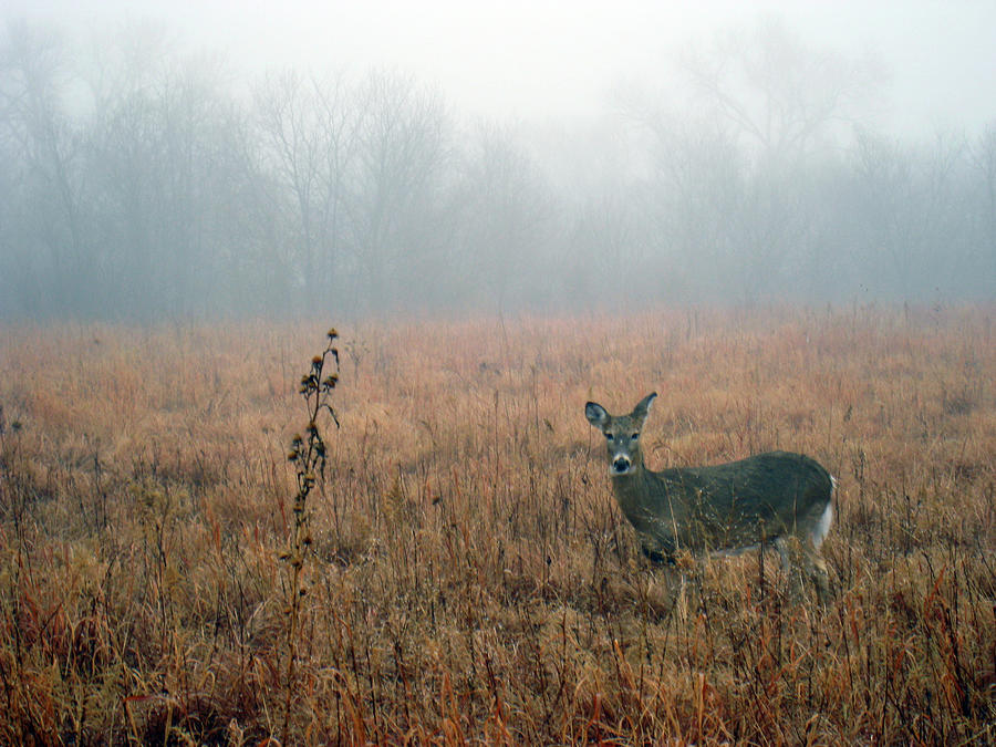 Deer Standing In Field Photograph by Alex Macinnis / Alxmac