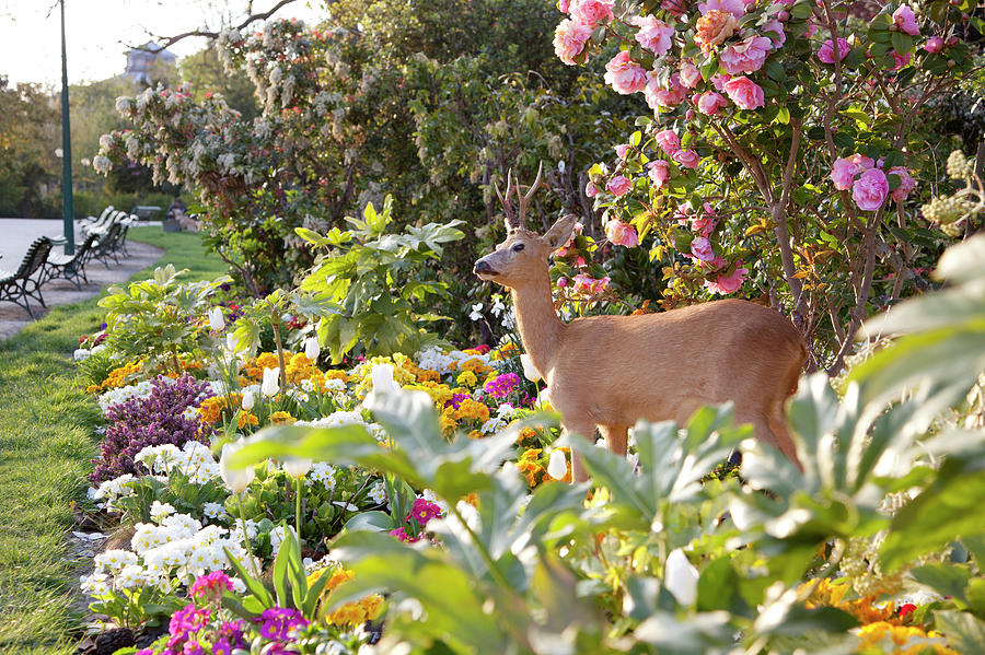 Deer Standing In Flowers In The Park Photograph by Chris Tobin