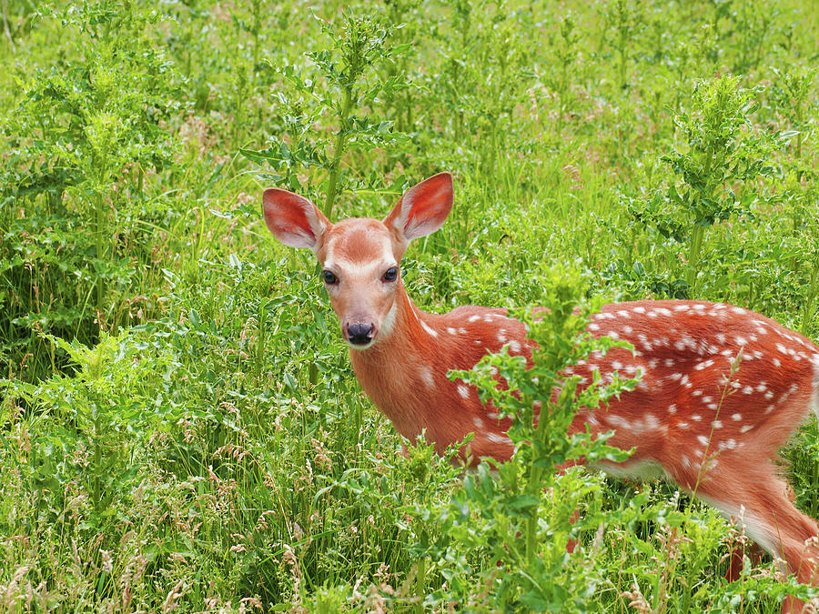 Deer Photograph - Deer by Stephanie Analah Deer Photograph - Deer by Stephanie Analah