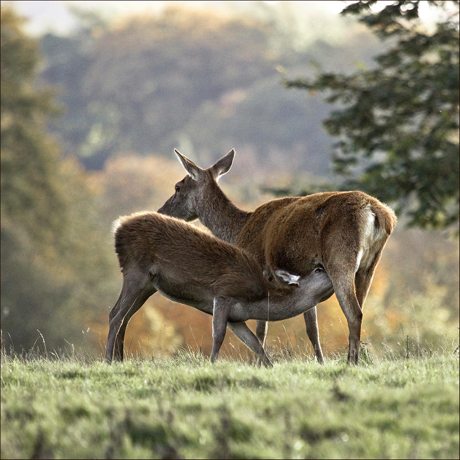 Deer Suckeling Photograph by Blackcatphotos