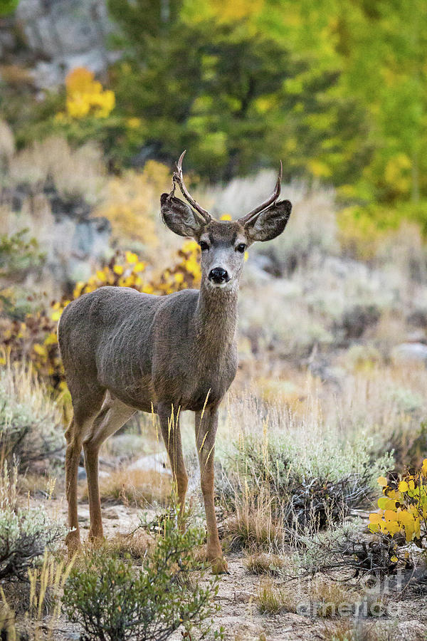 Deer by Vincent Bonafede Deer by Vincent Bonafede