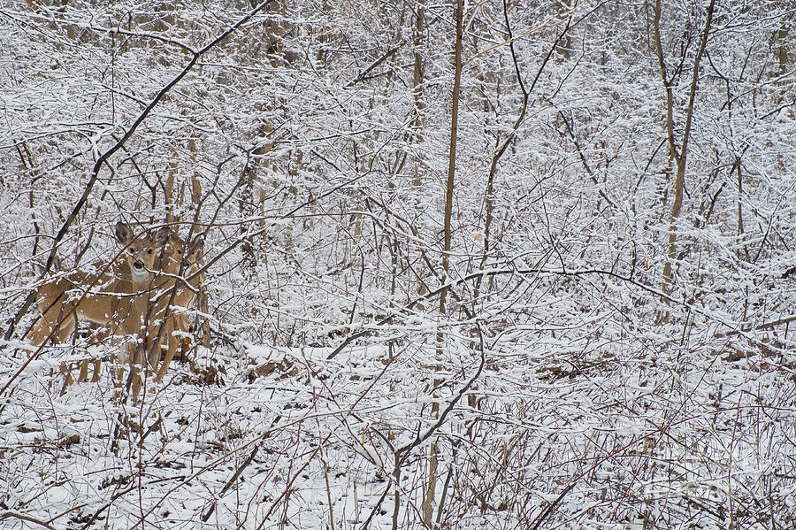 Deer wander after snowstorm Photograph by Mark Graf