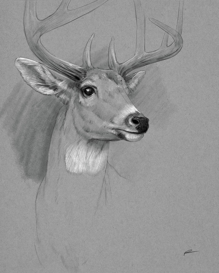 Deer Whitetail Drawing by Norman Rawn