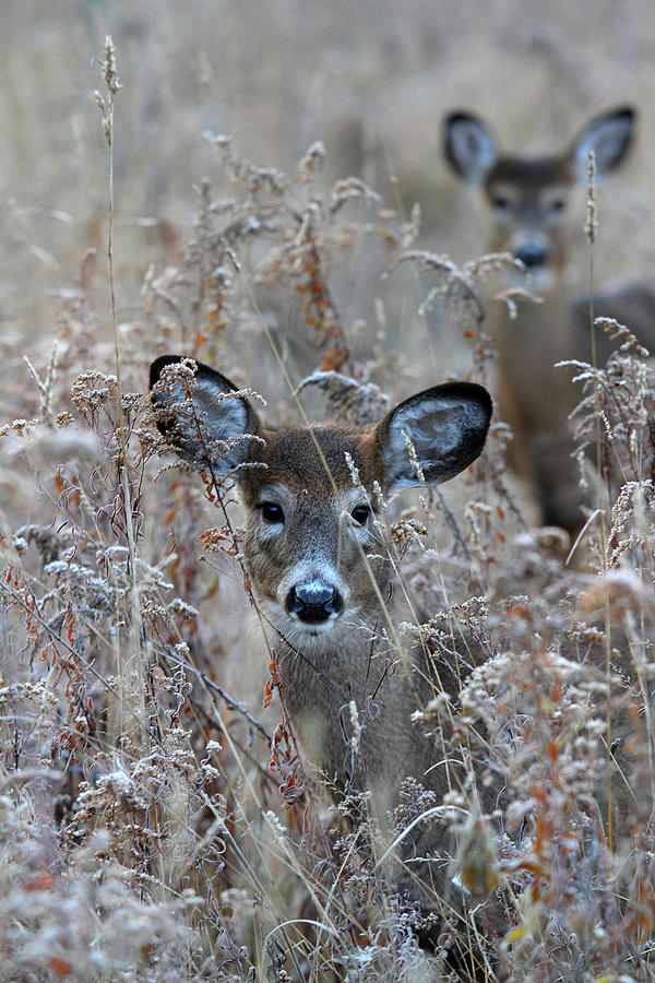 Deers Photograph by Jim Cumming
