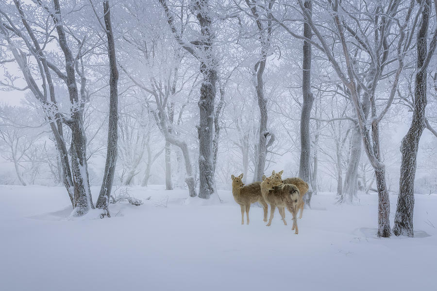 Deers\ Walk In Snow Photograph by Irene Yu Wu