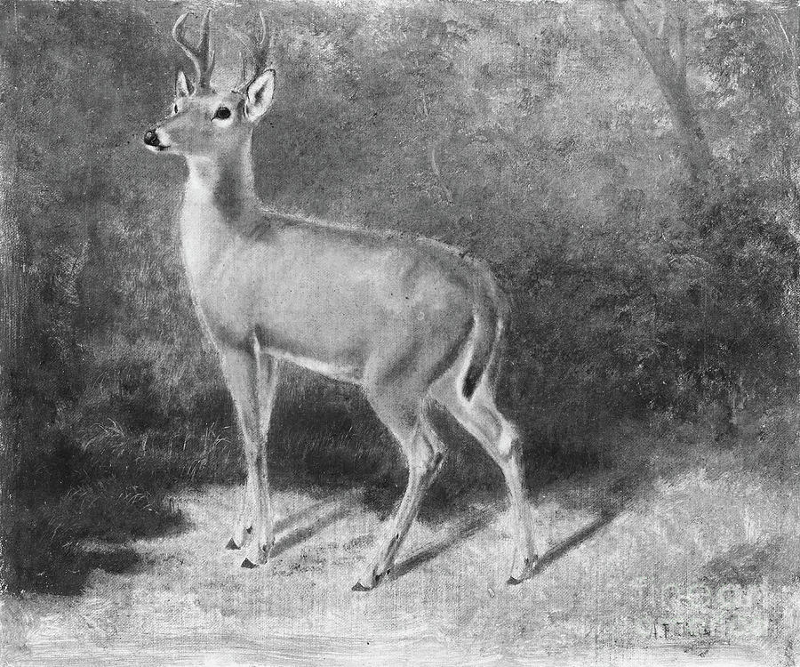 Deersketch From Nature Drawing by Heritage Images