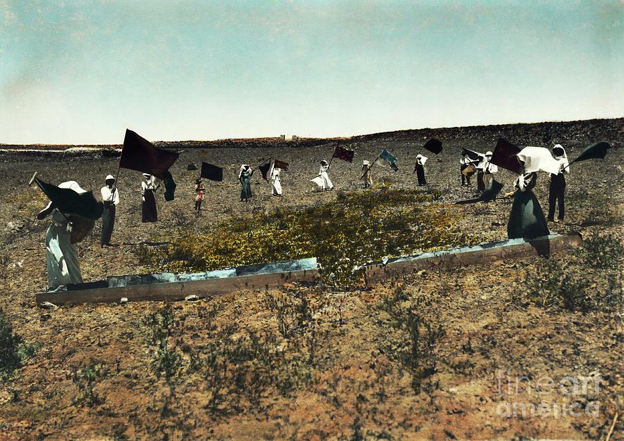 Defending Against Locust Plague In Palestine In 1915 Photograph by Library Of Congress, American Colony In Jerusalem Collection/science Photo Library