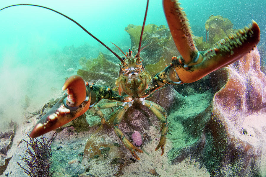 Defensive American Lobster Photograph by Scott Leslie