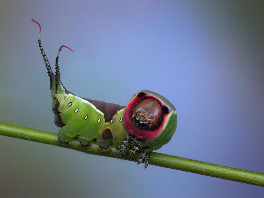 Caterpillar Photograph - Defensive by Jimmy Hoffman