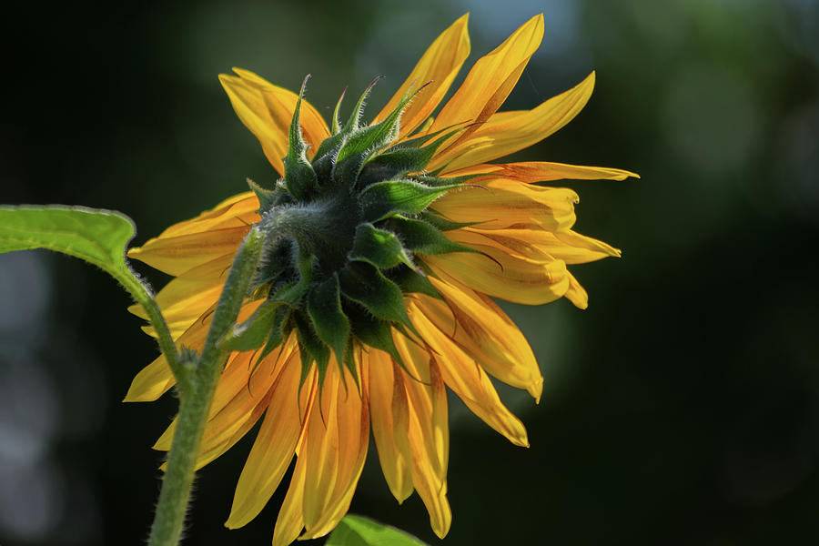 Sunflower Photograph - Deferential by Tim Beebe