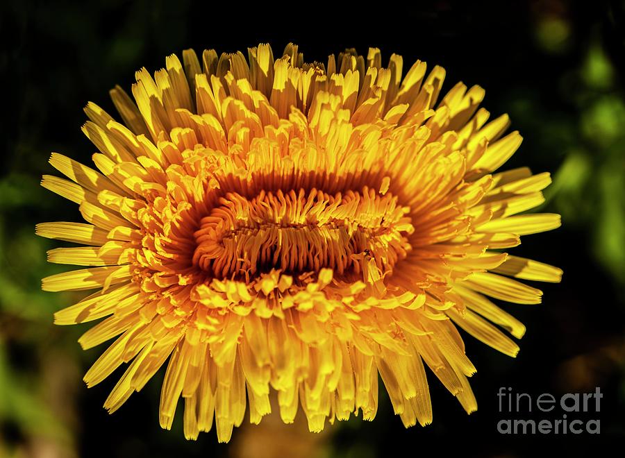 Deformed Dandelion (taraxacum Sp.) Flower Photograph by Ian Gowland ...