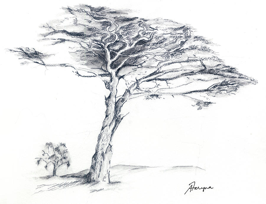 Tree Drawing - Defying the wind by Alice Faryna Tree Drawing - Defying the wind by Alice Faryna