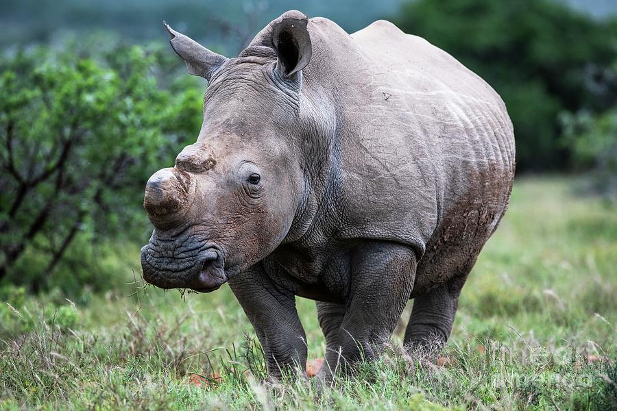 Dehorned Adult White Rhino Photograph by Peter Chadwick/science Photo ...