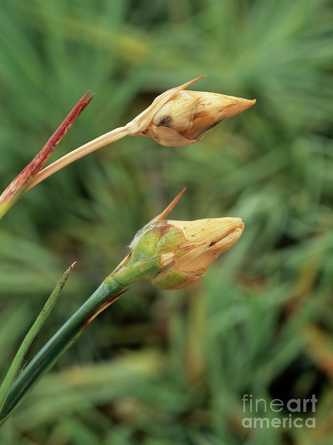 Dehydrated Carnation Buds (dianthus Sp.) Photograph by Geoff Kidd/science Photo Library Fine