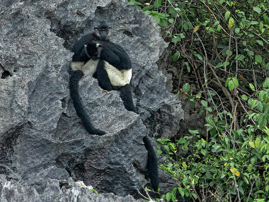 Delacour's Langurs, Van Long Nature Reserve, Vietnam Photograph by Matthew Maran /