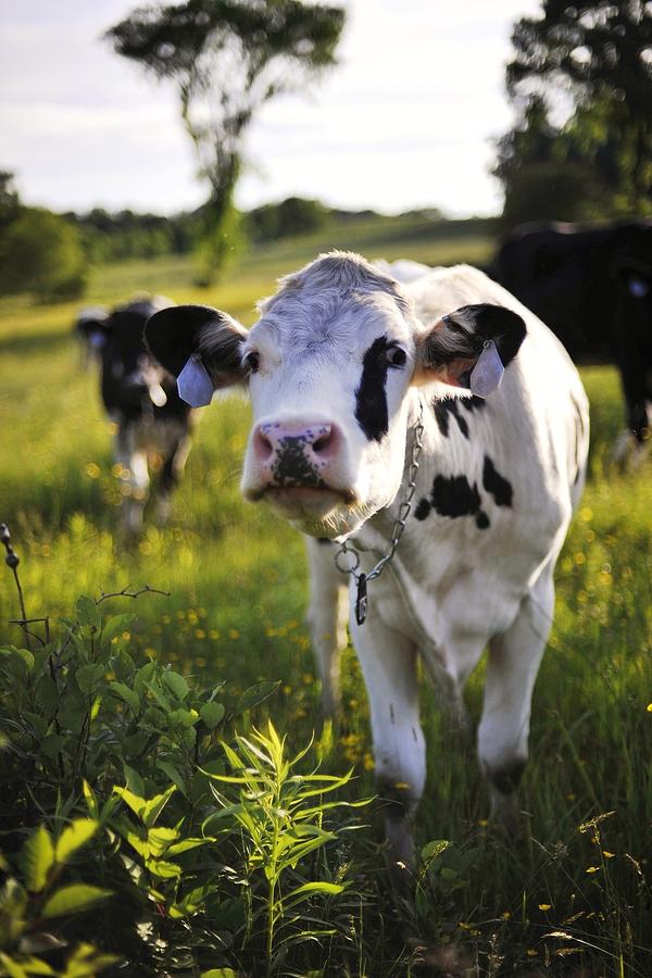 Delaware County Cow Photograph by Cm Photo Christopher Mooney